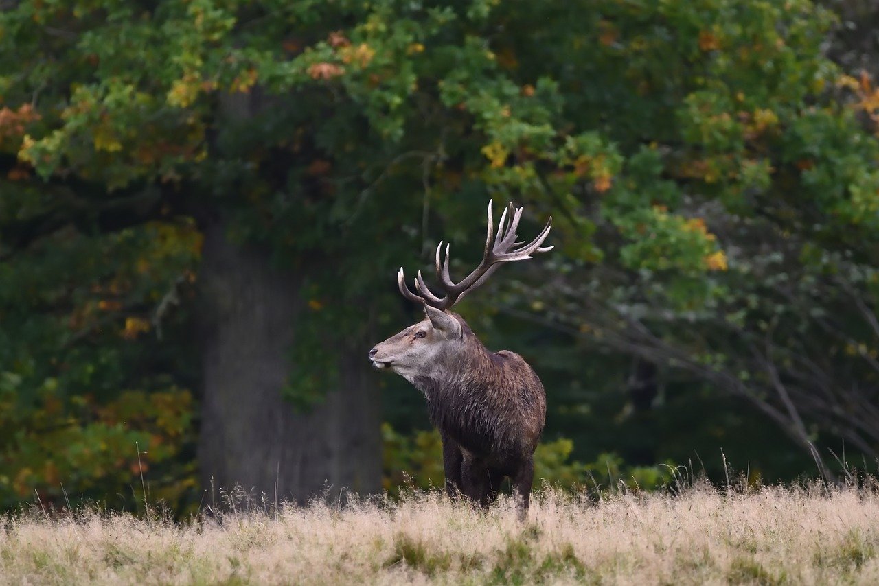 Deer in Wawona Meadow at sunrise