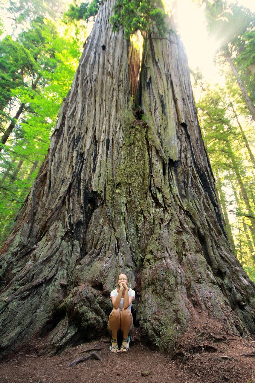 Giant Sequoia trees in Mariposa Grove